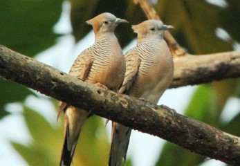 Ciri Ciri Burung Perkutut Jantan Yang Bagus
