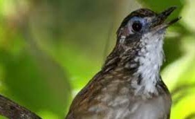 Download Suara Burung Rawa Rawa