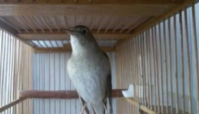 cara-menjinakkan-burung-sikatan-londo