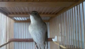 Cara Menjinakkan Burung Sikatan Londo