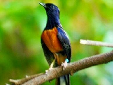Suara Burung Murai Batu mp3 Download Free
