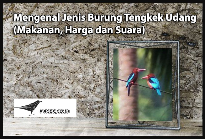 Mengenal Jenis Burung Tengkek Udang