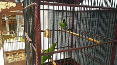 Cara Ternak Burung Cucak Ranting