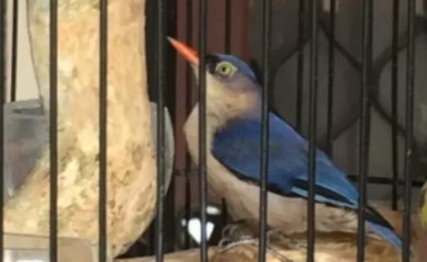 Makanan Terbaik Untuk Burung Rambatan