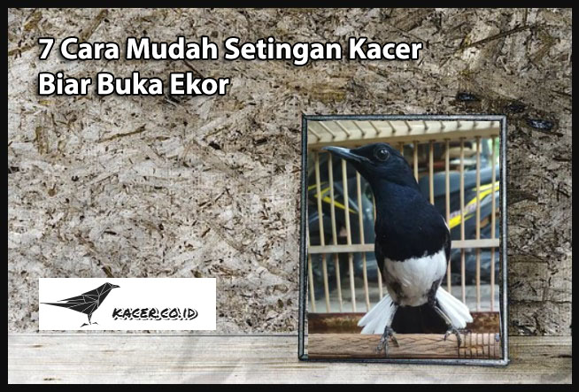 7 Cara Mudah Setingan Kacer Biar Buka Ekor