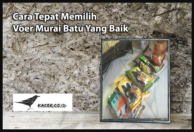 Cara Tepat Memilih Voer Murai Batu Yang Baik