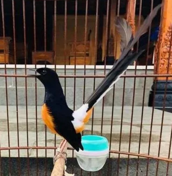 Tips Mendapatkan Stamina Burung Murai Tanpa Umbaran