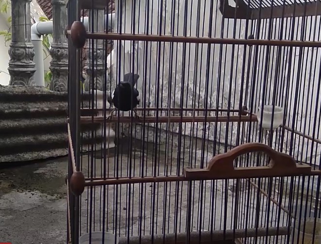 Cara Memilih Burung Kacer Bahan Yang Bagus