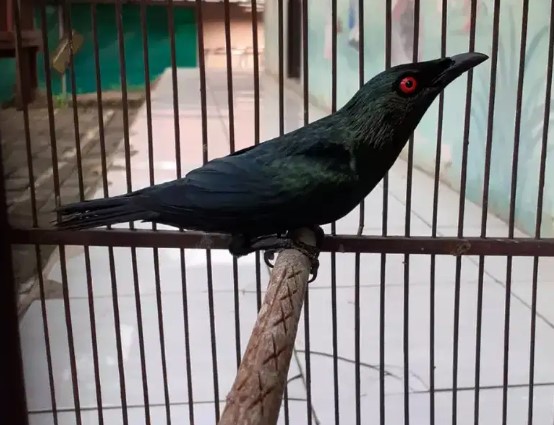 Mengenal Jenis Burung Cucak Keling, Mitos, Harga Dan Suara