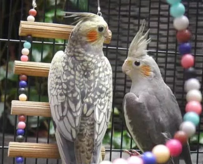 Tips Mudah Cara Merawat Burung Parkit Agar Cepat Gacor
