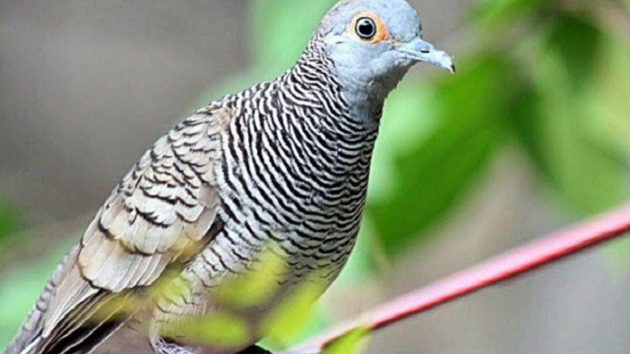 Cara merawat burung perkutut agar rajin bunyi