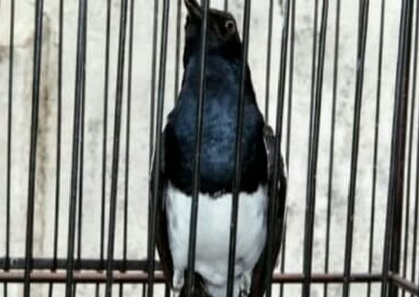 8 Tips Burung Kicau Dengan Perawatan Yang Tepat Supaya Gacor