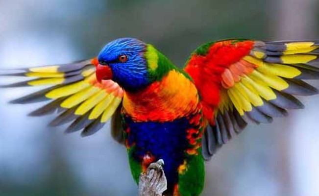 8 Jenis Burung Indonesia Yang Paling Banyak Penggemarnya