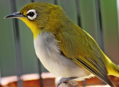 Daftar Harga Burung Terupdate Dan Terlengkap Di Indonesia