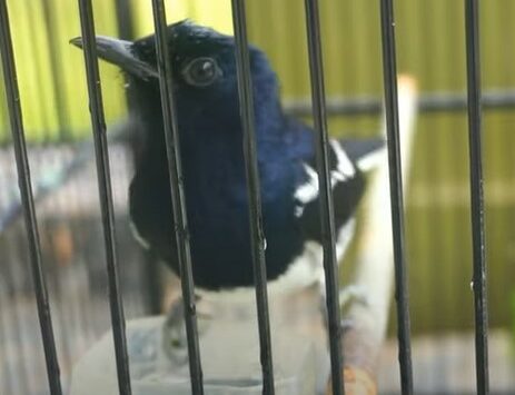 Penyebab Dan Solusi Kacer Suka Mandi Di Cepuk