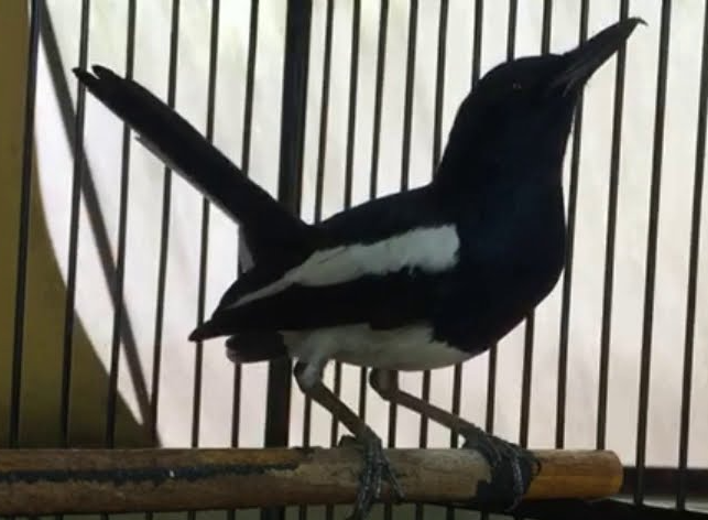 Mengenali Ciri Ciri Burung Stres, Penyebab Dan Solusinya