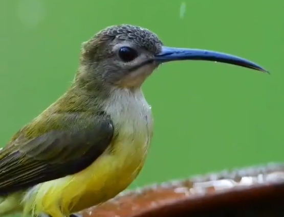 Mengenal Jenis Burung Pijantung Yang Bagus Untuk Masteran