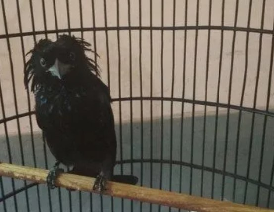 Inilah Makanan Yang Bagus Untuk Burung Srigunting Biar Gacor