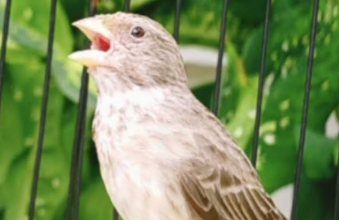 Makanan Burung Sanger Agar Gacor