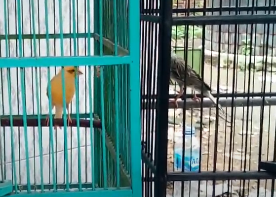 Cara Menjodohkan Burung Kenari