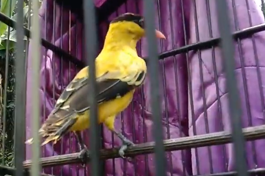 Makanan Burung Kepodang