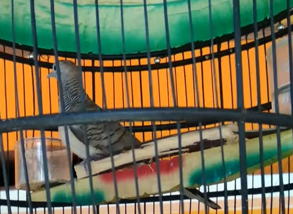 Cara Merawat Burung Perkutut