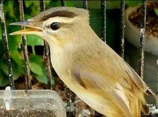 Cara Merawat Burung Kerak Basi