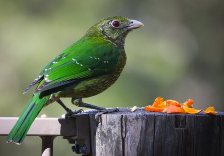 6 Jenis Buah Aman Untuk Burung Agar Selalu Sehat
