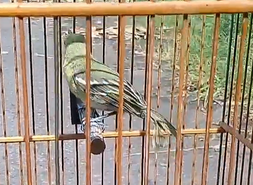 Makanan Burung Sirtu