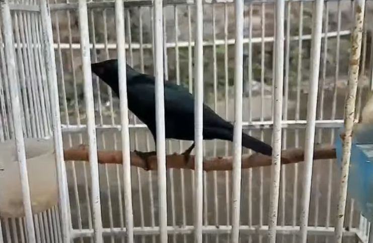 Pasaran Harga Burung Cucak Keling