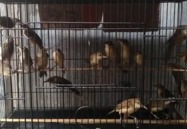 Harga Burung Kerak Basi
