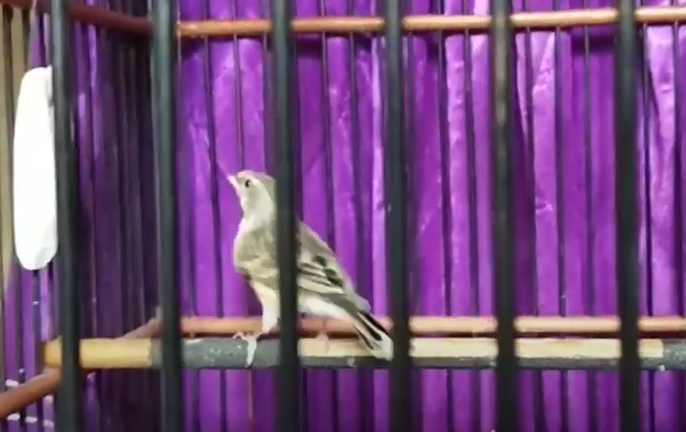 Harga Burung Blackthroat