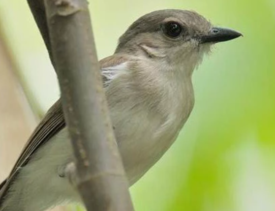 Harga Burung Sikatan Londo