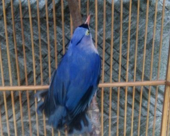 Harga Burung Rambatan