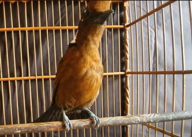 Cara Merawat Burung Cililin Biar Gacor
