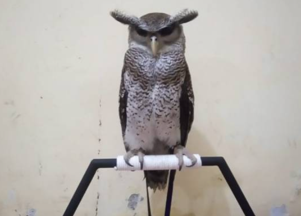 Cara Merawat Burung Hantu Untuk Pemula