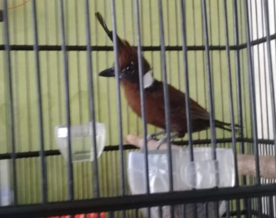 Harga Burung Cililin