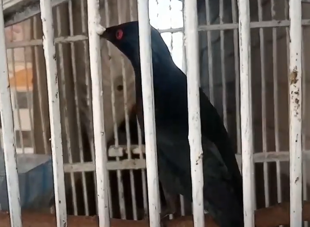 Suara Burung Cucak Keling