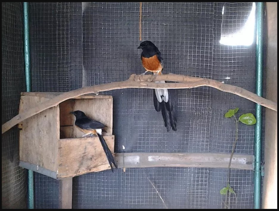 Persiapan Ternak Burung Murai Batu