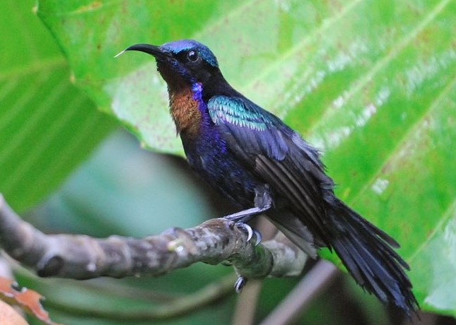 Cara Mudah Perawatan Kolibri Raja Agar Cepat Gacor