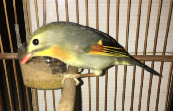 Harga Burung Robin
