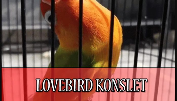 cara-mudah-agar-lovebird-konslet-di-gantangan