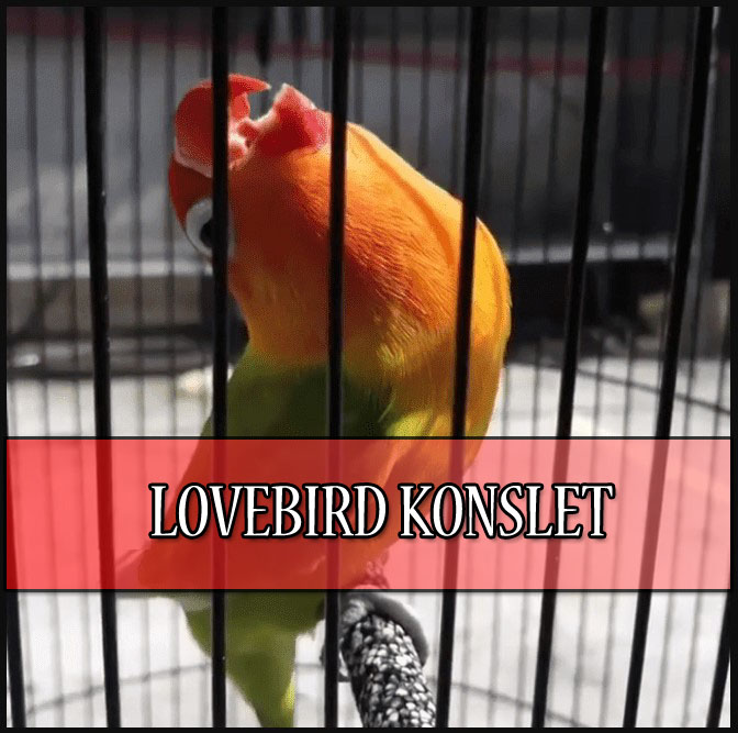 Cara Mudah Agar Lovebird Konslet di Gantangan