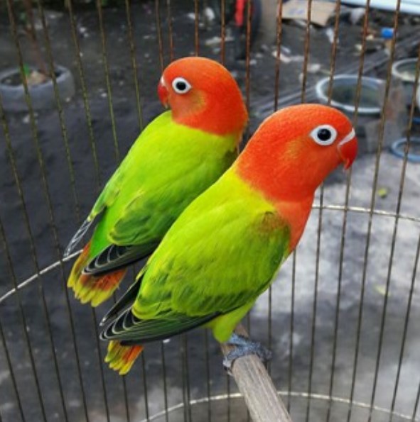 Mengenal Jenis Burung Lovebird Biola, Harga, Dan Ternak