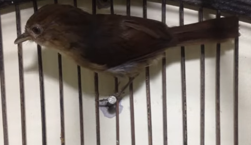 Cara Merawat Burung Flamboyan Agar Gacor
