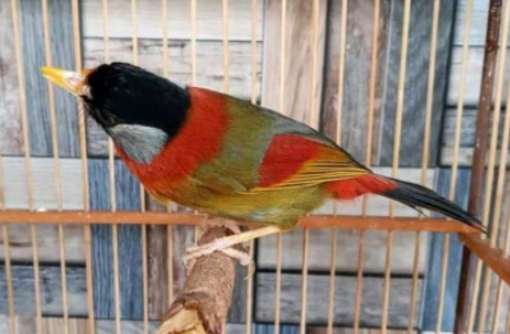 Harga Burung Pancawarna