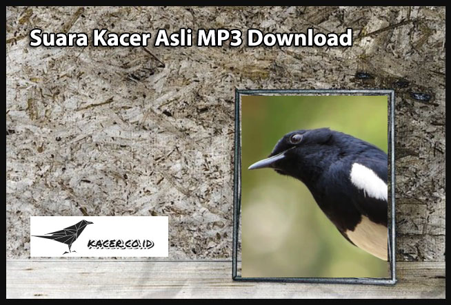 Suara Kacer Asli MP3 Download
