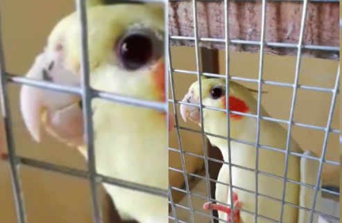 Harga Burung Falk