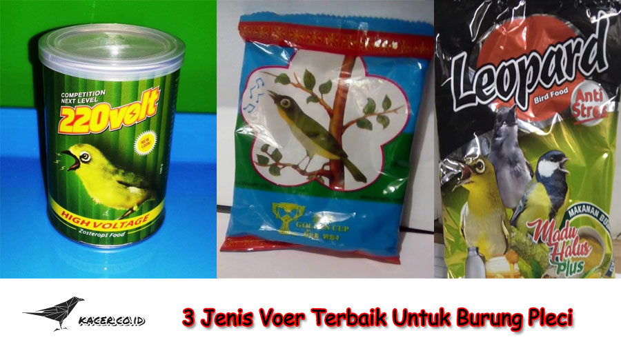 3 Jenis Pakan Voer Terbaik Untuk Burung Pleci