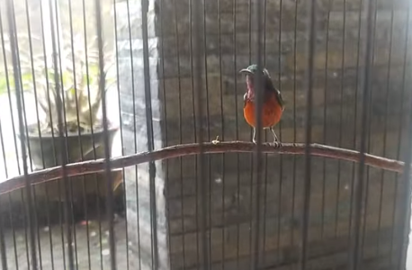 Cara Merawat Burung Konin Nyilet
